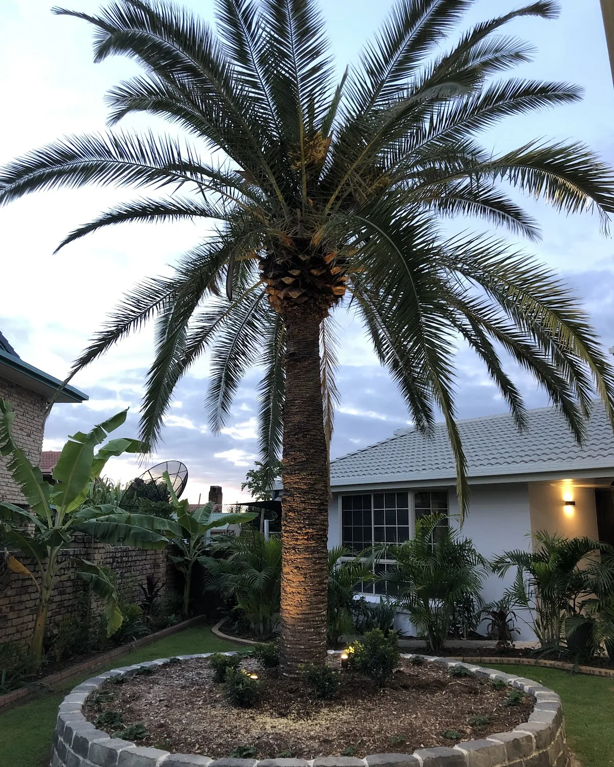 A tall palm tree lit from below by garden uplights in a front yard at dusk